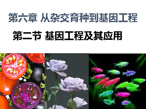 新教材高中生物选择性必修二-第二节 基因工程及其应用