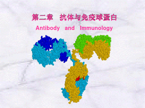 抗体与免疫球蛋白ppt