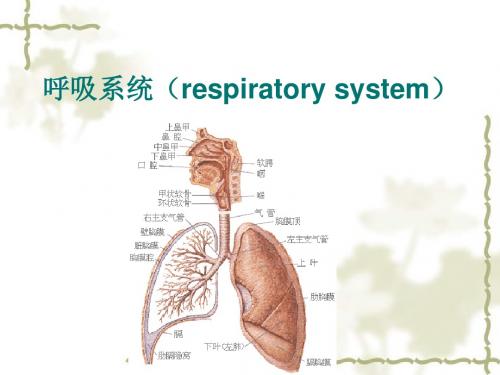 2019动物生理学3呼吸.ppt