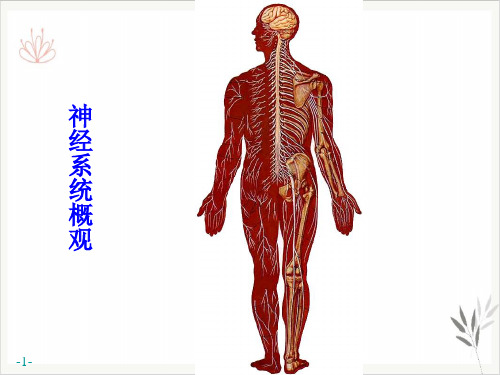 神经系统运动传导路PPT课件(模板)