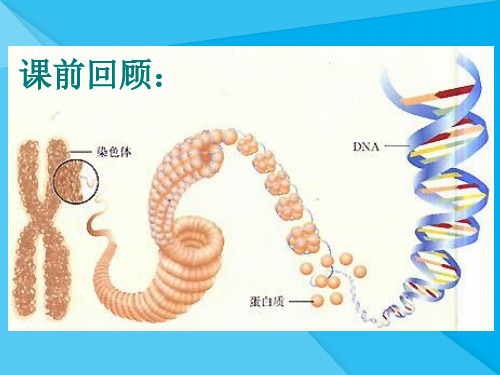 人类染色体与性别决定ppt4 济南版优秀课件