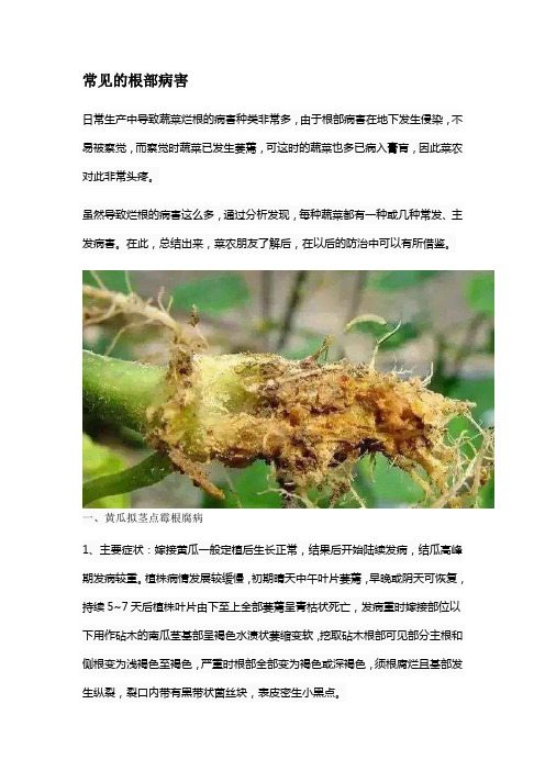 常见的根部病害