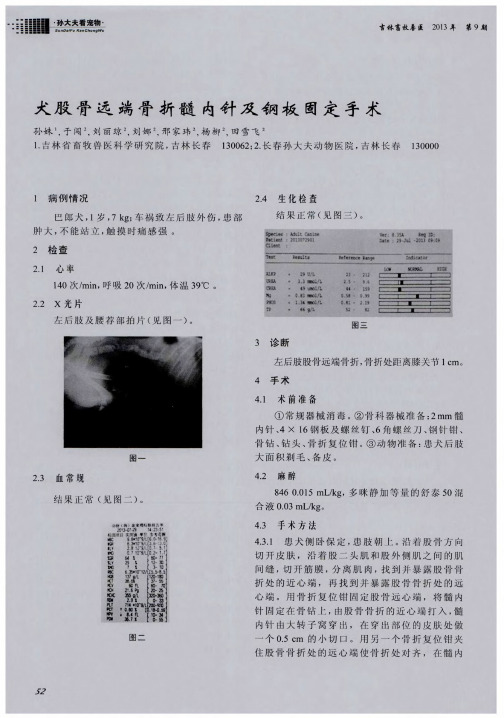 犬股骨远端骨折髓内针及钢板固定手术