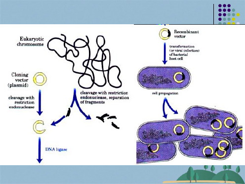 基因克隆的载体(共82张PPT)