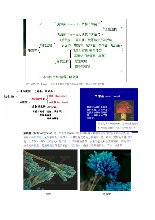 微生物分类