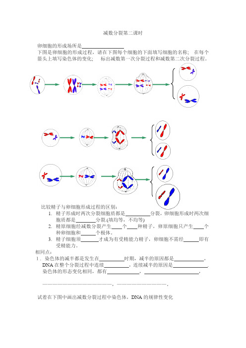 【高中生物】减数分裂第二课时