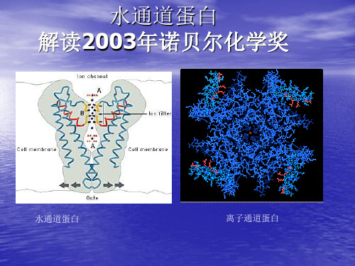 水通道蛋白