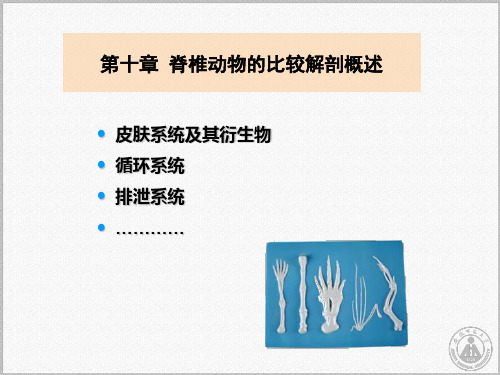 脊椎动物的比较解剖概述