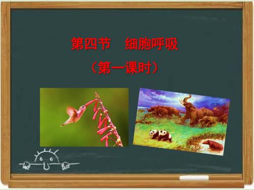 浙科版高中生物必修一《细胞呼吸》第一课时课件-新版