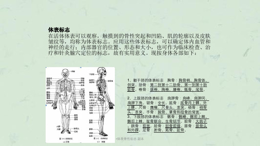 体表骨性标志副本课件