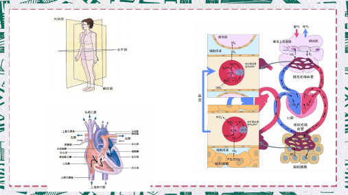 人体骨骼肌肉图片素材中西医健身JPG图片全集PPT专题演示