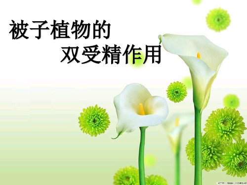 被子植物双受精(培优课件)