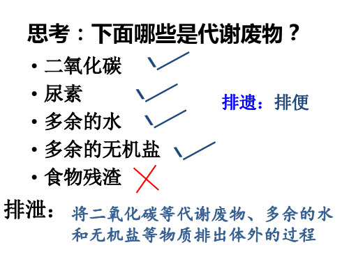 4.1尿液的形成和排出课件-济南版七年级生物下册