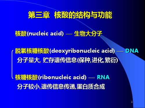 3. 核酸结构