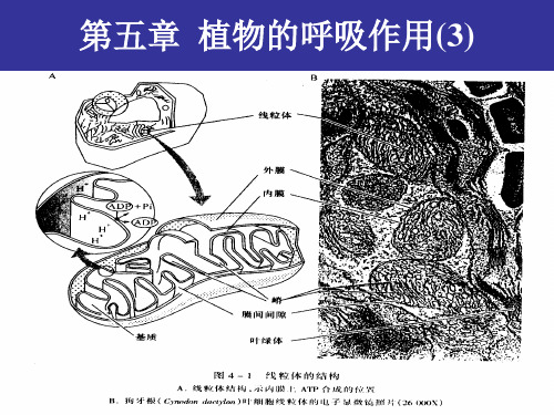 第五章  呼吸作用