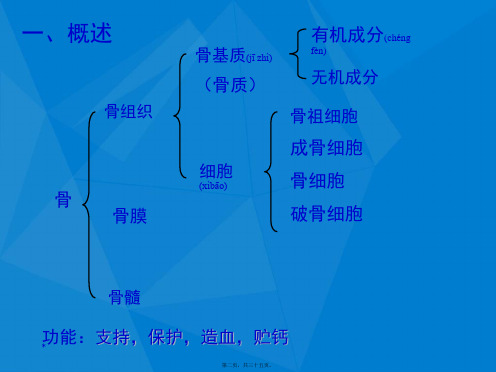 202X年组织学与胚胎学-第5章-骨