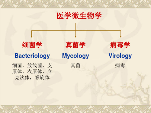 医学微生物学：第二十一章 真菌学概论