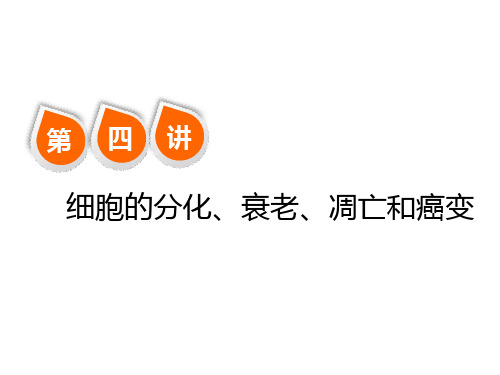 2019版新课标高考总复习一轮 必修一  4.4  细胞的分化、衰老、凋亡和癌变