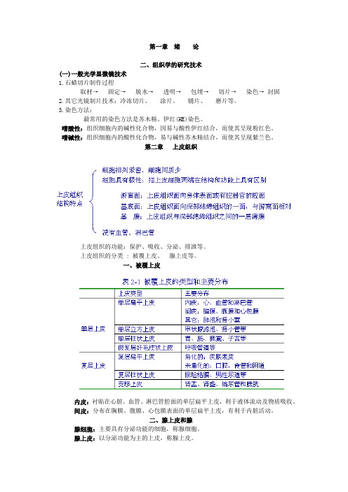 组织与胚胎学期末复习资料(必备)很强!