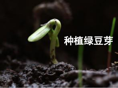 1.2 种子发芽实验(二)-种植绿豆芽 五年级上册科学微课解读课件 教科版(共13张PPT)