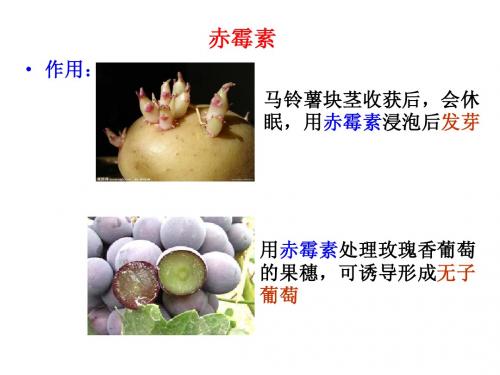 赤霉素