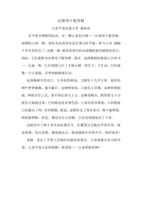 汉唐母子银杏树