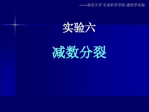 【遗传学实验】实验六 减数分裂