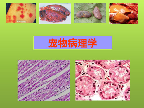 宠物病理-贫血