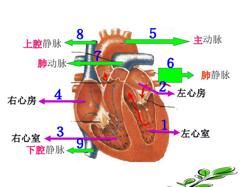 血液循环途径和输血详解