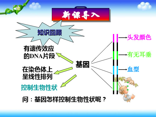 高中生物人教版必修2 第四章 基因的表达 第1节 基因指导蛋白质的合成 课件