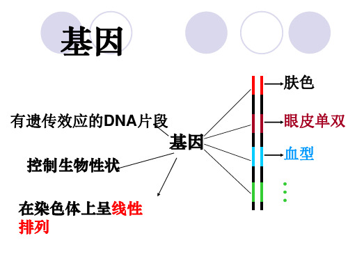 高一生物必修2_基因指导蛋白质的合成_ppt