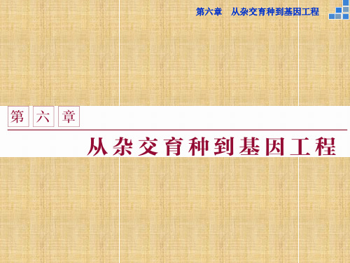 优化方案高中生物 第六章 从杂交育种到基因工程 第1节 杂交育种与诱变育种名师课件 新人教版必修2