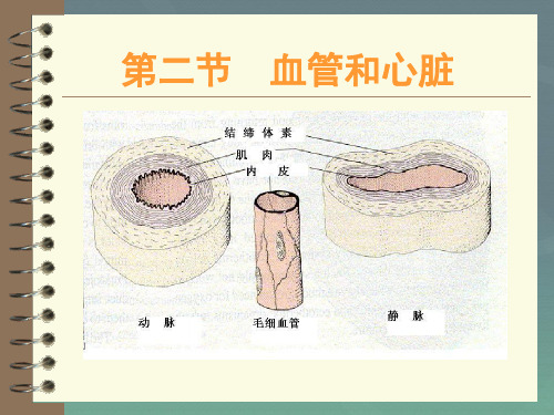 九年级生物血管和心脏