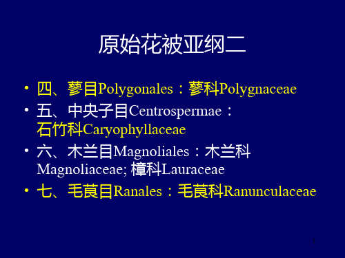 种子植物分类PPT课件