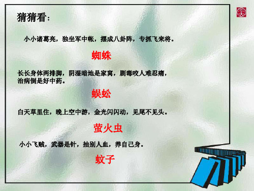 《绿色蝈蝈》ppt课件