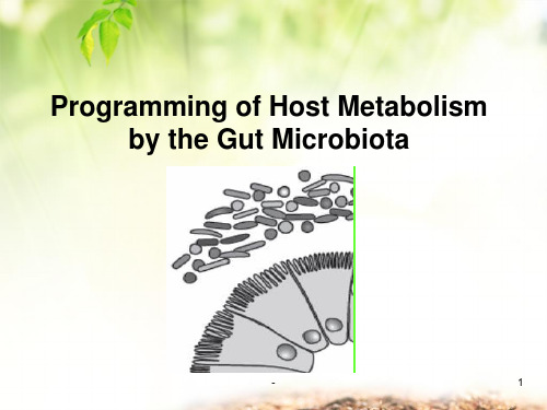 肠道微生物PPT课件