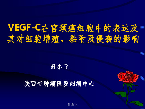 VEGF-C在宫颈癌细胞中的表达及其对细胞增殖、黏附及侵袭的影响