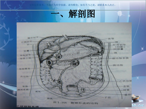 腹部手术的解剖课件