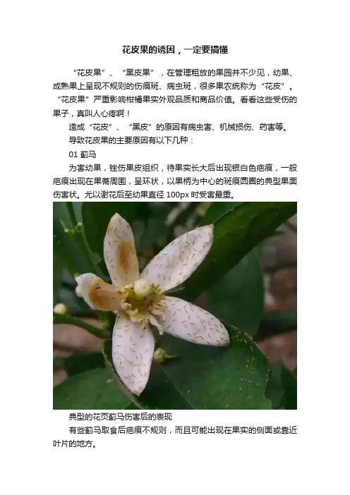 花皮果的诱因，一定要搞懂