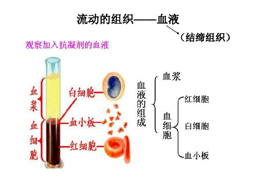 人体内物质的运输优秀复习课件PPT