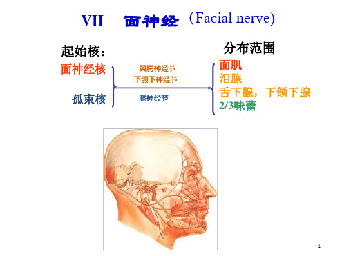 面神经解剖ppt课件