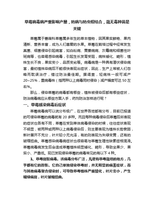 草莓病毒病严重影响产量，防病与防虫相结合，栽无毒种苗是关键