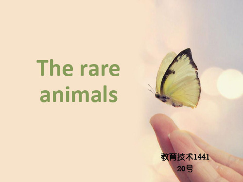 英语The rare animals(稀有动物)PPT