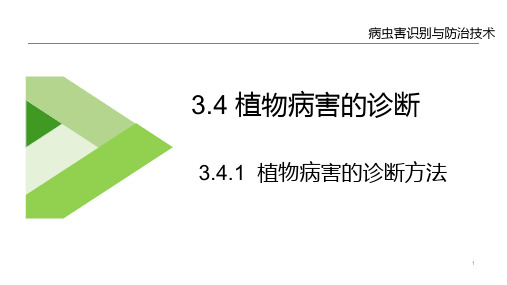 植物病害识别技术—植物病害的诊断
