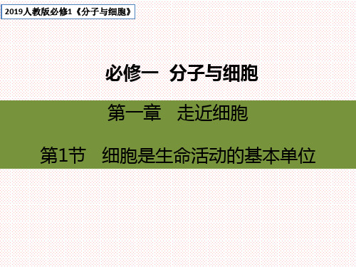 【课件】细胞是生命活动的基本单位 课件  2022——2023学年高一上学期生物人教版必修1