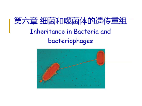 细菌和噬菌体的遗传重组