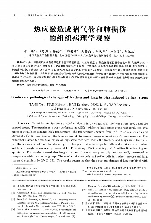 热应激造成猪气管和肺损伤的组织病理学观察