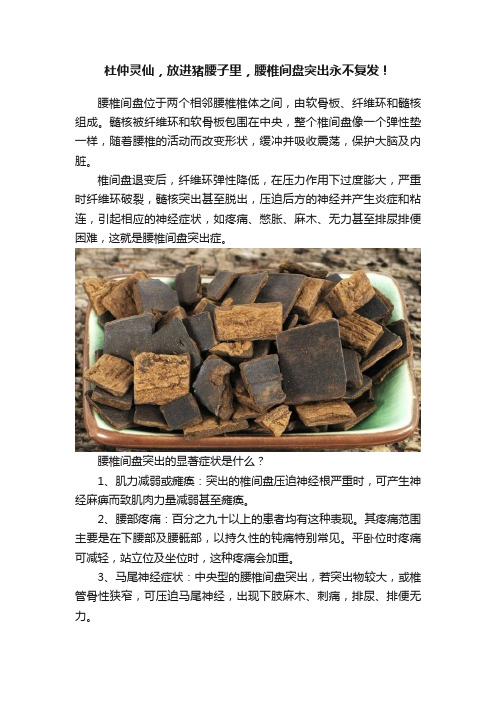 杜仲灵仙，放进猪腰子里，腰椎间盘突出永不复发！