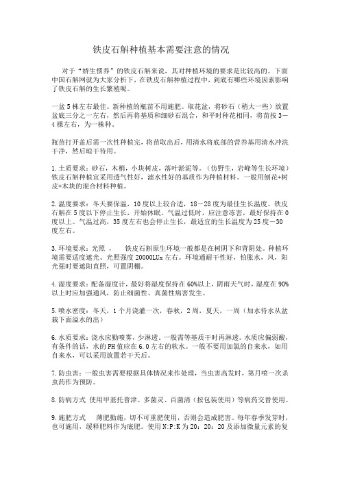 铁皮石斛种植基本需要注意的情况