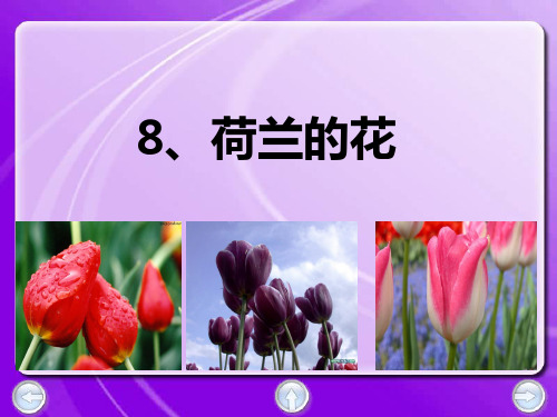 沪教版 语文 五年级下 8荷兰的花